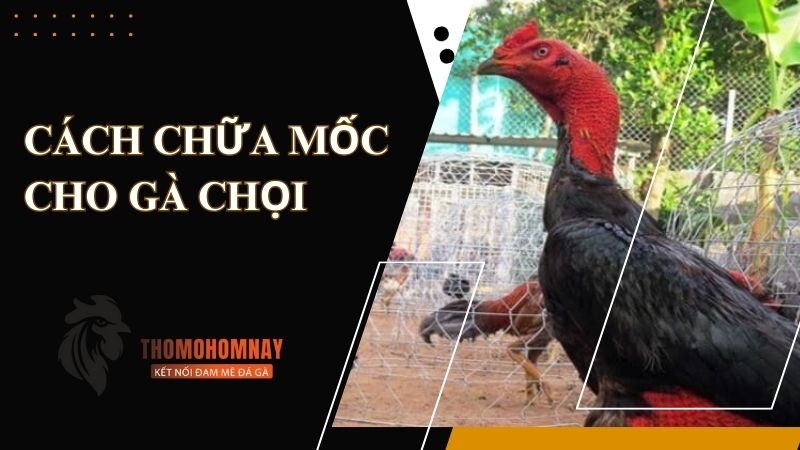Cách chữa mốc cho gà chọi cực đơn giản dễ hiểu và an toàn 5 Nguyên nhân khiến cho chiến kê bị mốc da