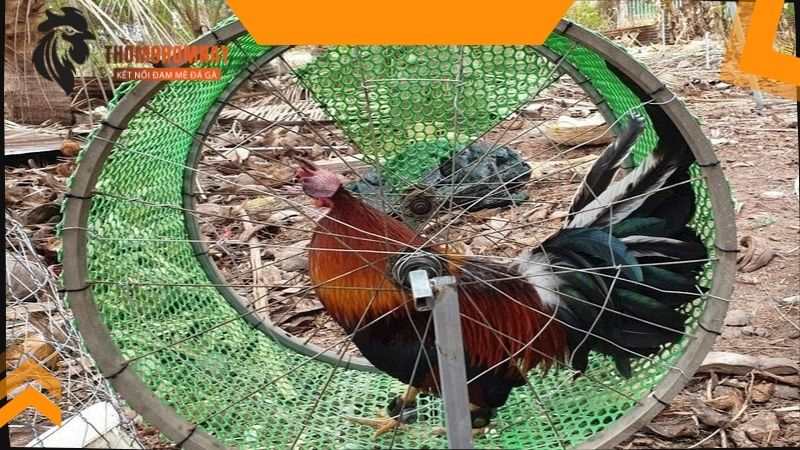 Hướng dẫn chế tạo máy tập thể lực cho gà đơn giản và hiệu quả 3 Chiến kê có thể lực tốt khi chạy bộ trong chuồng quần bội
