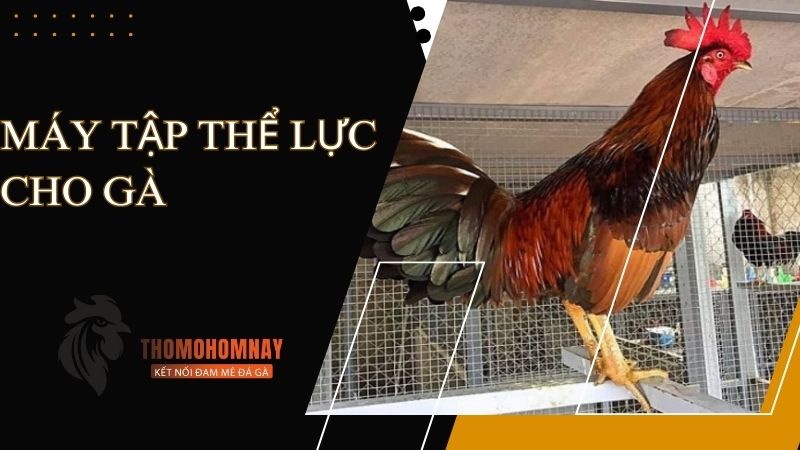 Hướng dẫn chế tạo máy tập thể lực cho gà đơn giản và hiệu quả 1 Gà chiến khỏe mạnh, dũng mãnh khi được tập thể lực thường xuyên