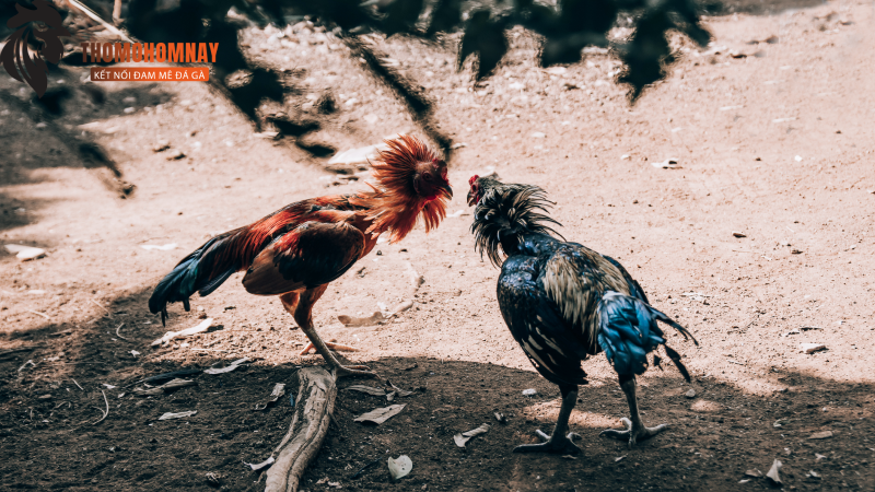 Giới Thiệu 2 Những giá trị cốt lõi của Thomodagahomnay.net